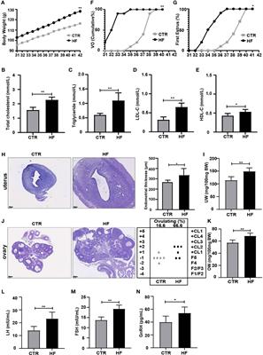 Gut microbiota and its derived SCFAs regulate the HPGA to reverse obesity-induced precocious puberty in female rats